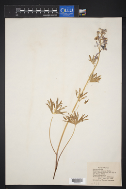 Delphinium tricorne image