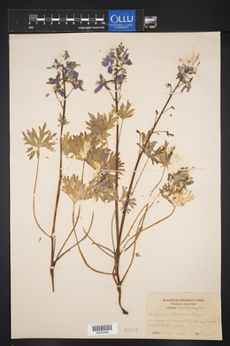 Delphinium tricorne image