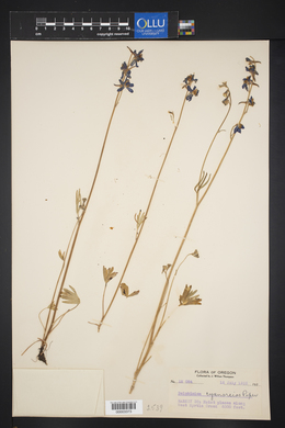 Delphinium cyanoreios image