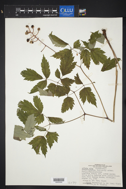 Actaea alba image