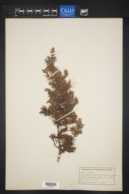 Juniperus communis var. saxatilis image