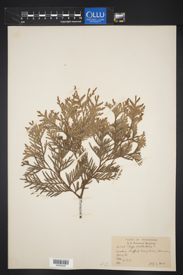 Thuja occidentalis image