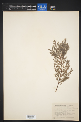 Thuja occidentalis image