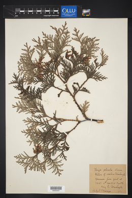 Thuja plicata image