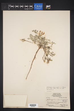 Astragalus chamaeleuce image