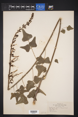 Erythrina arborea image