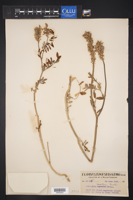 Astragalus mortoni image