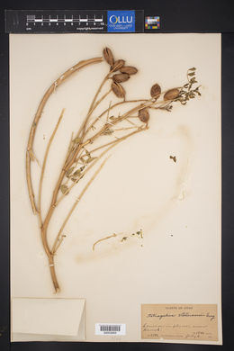 Astragalus serotinus image