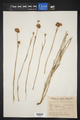 Stylosanthes montevidensis image