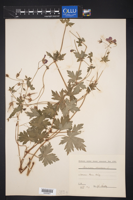 Geranium sibiricum image