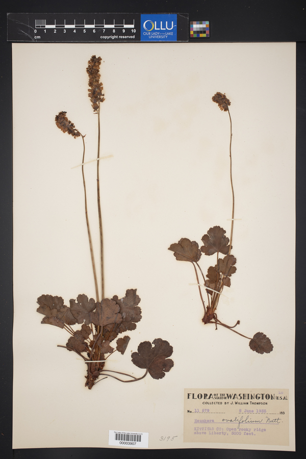 Heuchera ovalifolia image