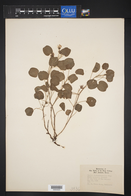 Oxalis dichondraefolia image