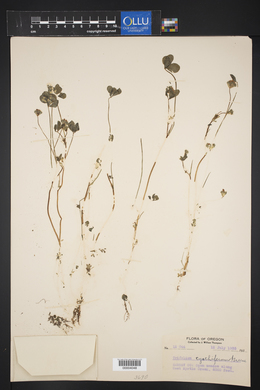 Trifolium cyathiferum image