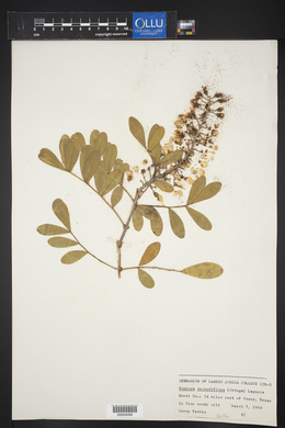 Dermatophyllum secundiflorum image