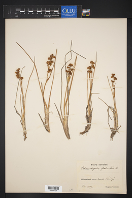 Scheuchzeria palustris image