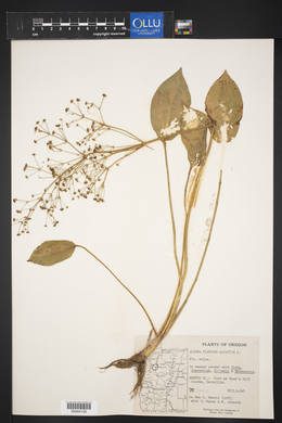 Alisma plantago-aquatica image