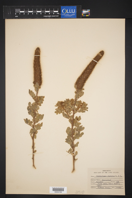 Dalea obovata image