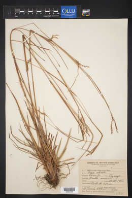 Andropogon lateralis image