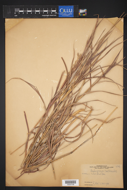 Bothriochloa saccharoides image