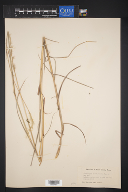 Bothriochloa saccharoides image