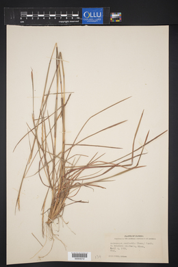 Andropogon semiberbis image