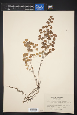 Adiantum jordanii image