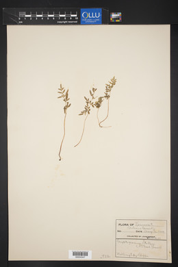 Cryptogramma stelleri image