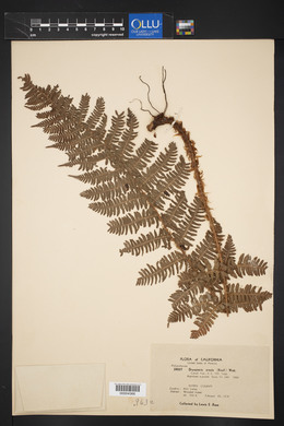 Dryopteris arguta image