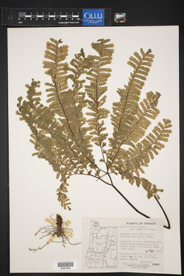 Adiantum aleuticum image