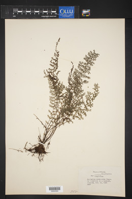 Asplenium verecundum image