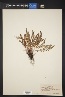 Asplenium viride image