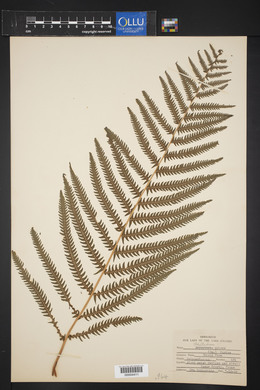 Dryopteris patens image