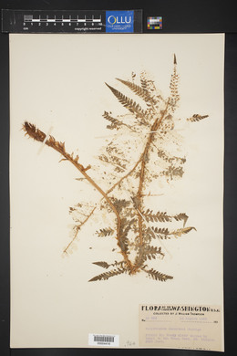 Polystichum andersonii image