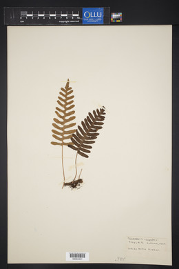 Polypodium vulgare image