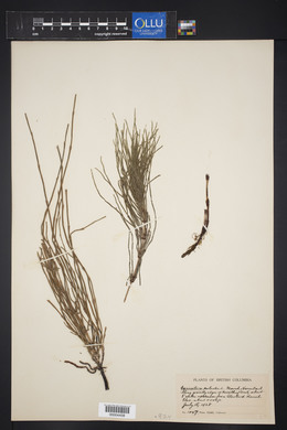 Equisetum palustre image