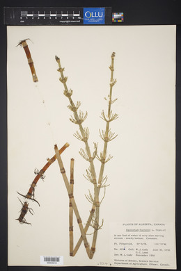 Equisetum fluviatile image