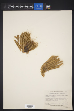 Lycopodium selago image