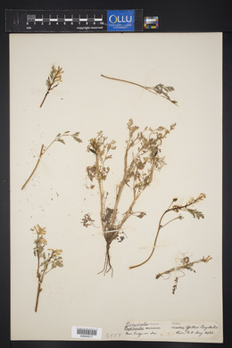 Corydalis aurea image