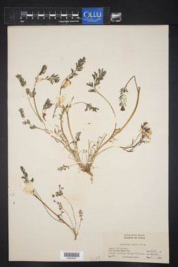 Corydalis aurea image