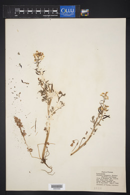 Corydalis campestris image