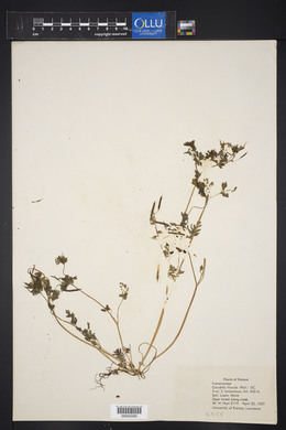 Corydalis flavula image