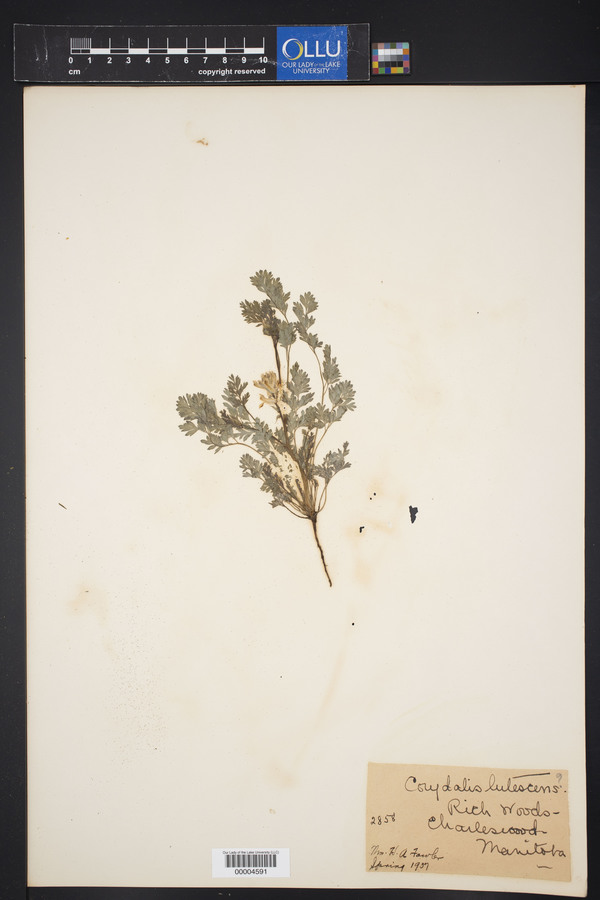 Corydalis glaucescens image