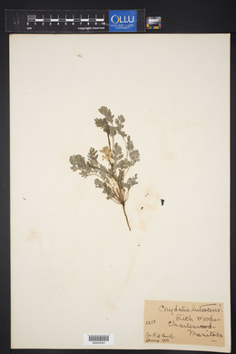 Image of Corydalis glaucescens