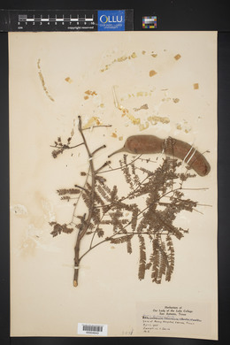 Acacia berlandieri image