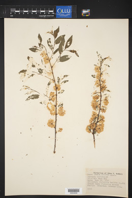Prunus triloba image