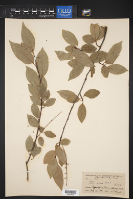 Prunus serotina var. virens image