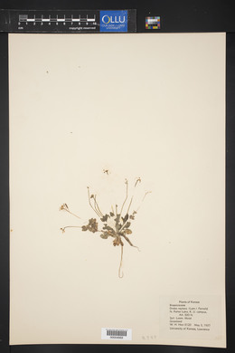 Draba reptans image