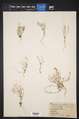 Draba brachycarpa image