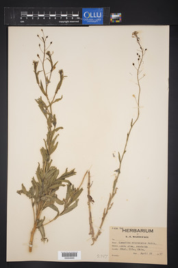 Camelina microcarpa image