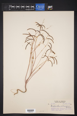 Streptanthus orbiculatus image